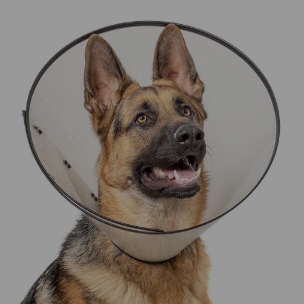 Basic E-Collar Dog Collar